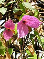 Pyrostegia Venusta (fam Bignoniacees) (Bresil, Uruguay) (01) (Photo F. Mrugala)